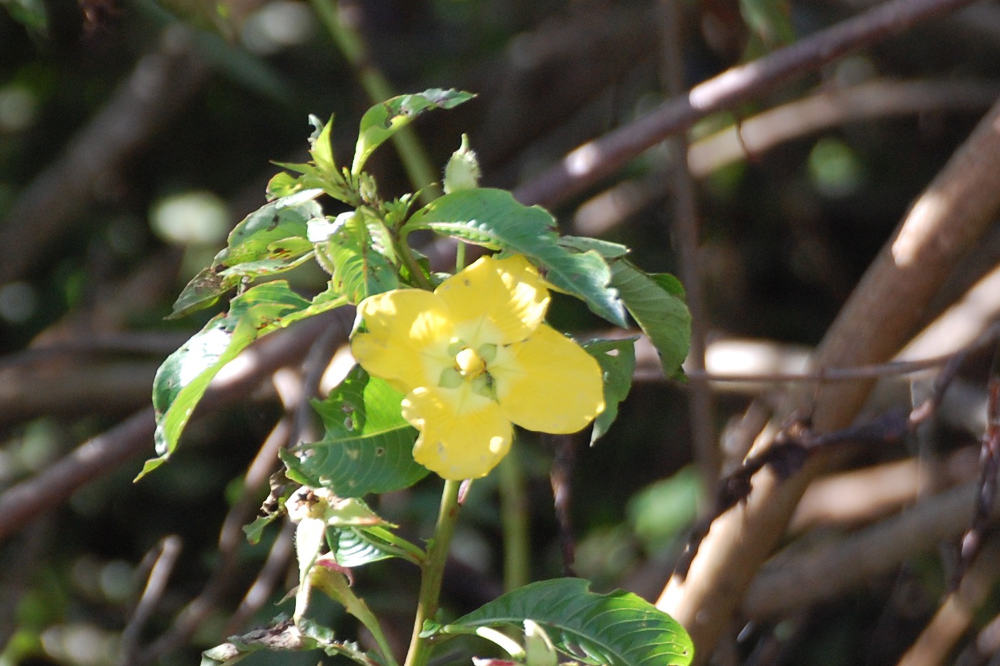 Fiore brasiliano: Ludwigia tomentosa (Onagraceae)